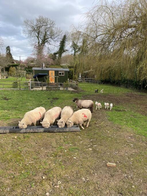 Forest View Shepherd Hut Ewhurst Esterno foto