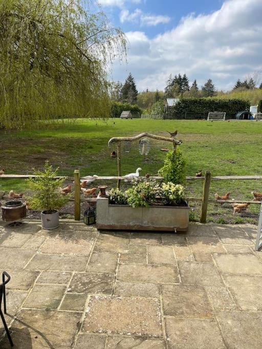 Forest View Shepherd Hut Ewhurst Esterno foto