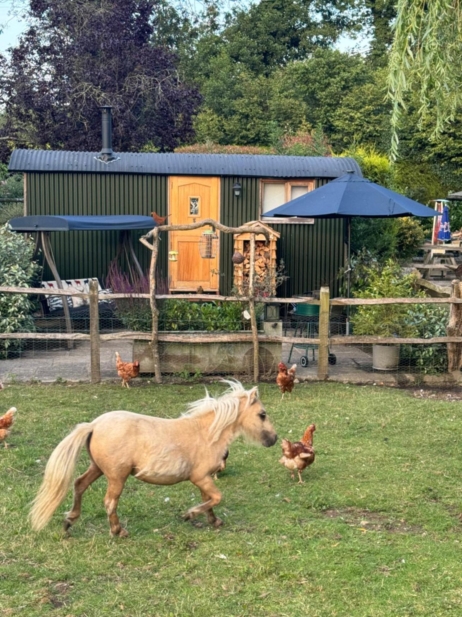 Forest View Shepherd Hut Ewhurst Esterno foto