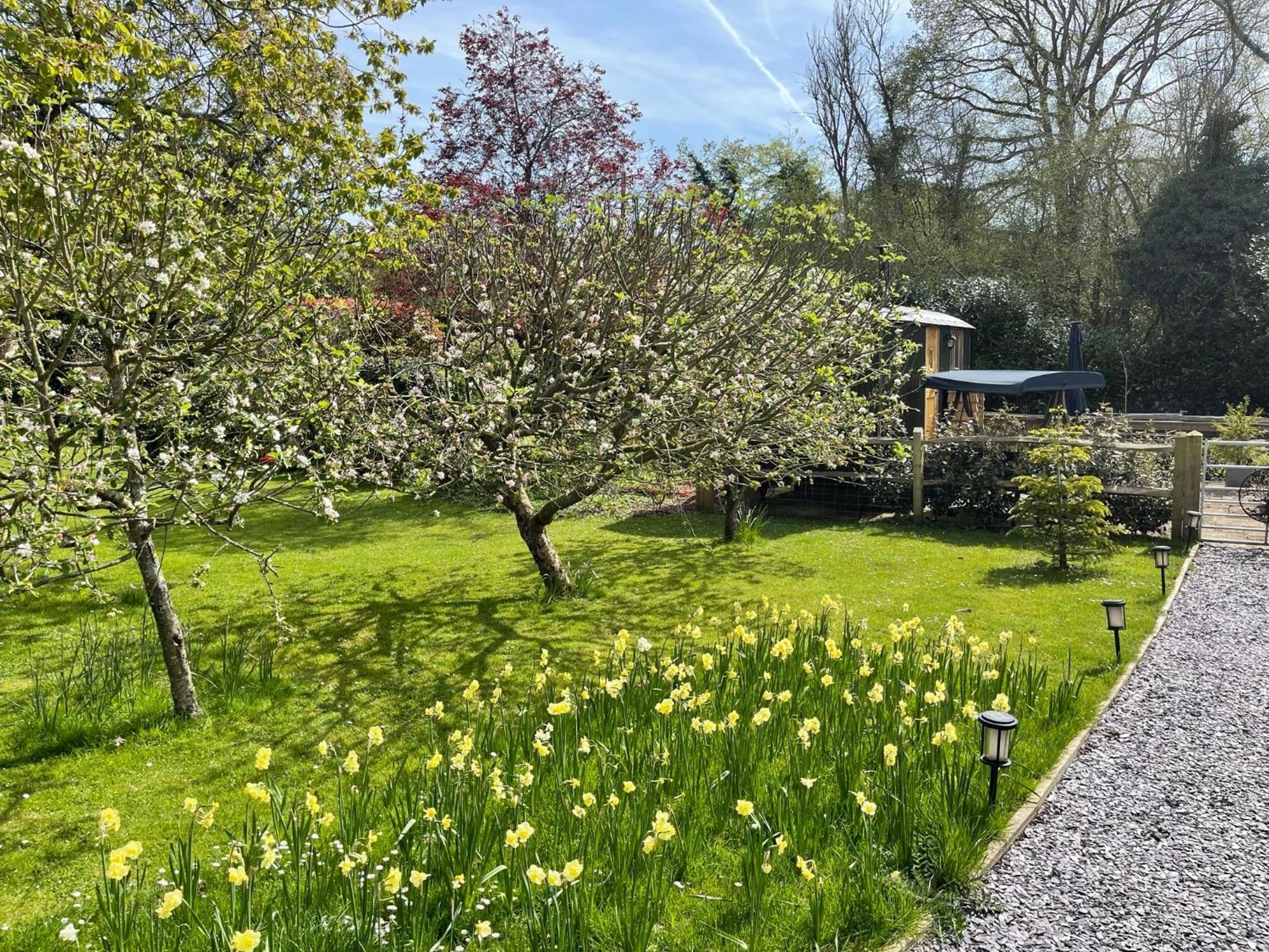 Forest View Shepherd Hut Ewhurst Esterno foto