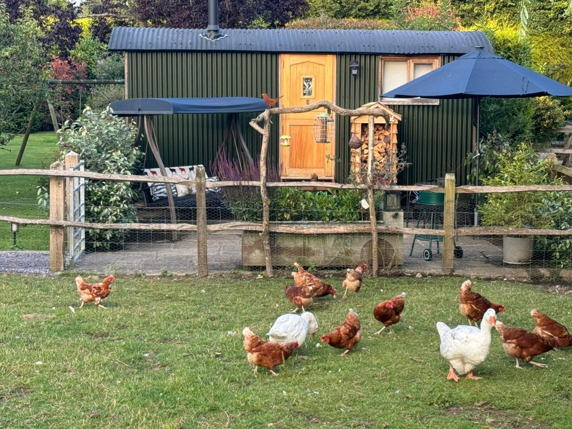 Forest View Shepherd Hut Ewhurst Esterno foto